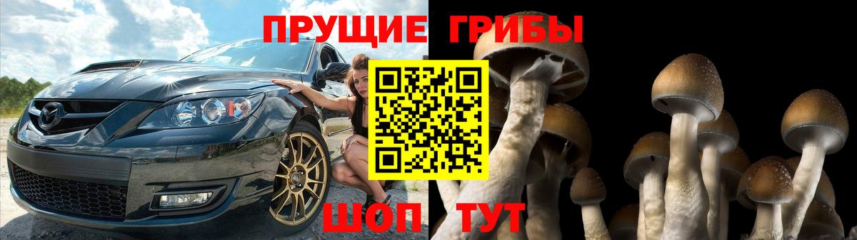 Галлюциногенные грибы Psilocybe Бузулук